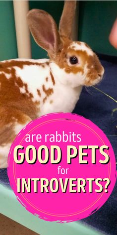 Are you an introvert considering a pet? Discover the unique benefits of having a rabbit as your companion! This article highlights how rabbits offer companionship without overwhelming social demands, making them perfect for quiet living | are rabbits good pets for introverts?