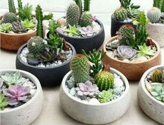 there are many different kinds of succulents in the pots