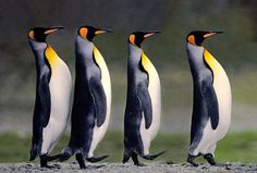 four penguins are walking in a row on the beach, one is black and white