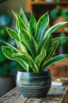 a potted plant sitting on top of a wooden table