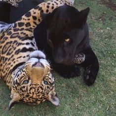 two large black and brown animals laying on the ground together with one lying down next to it's head