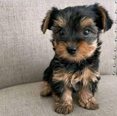 a small black and brown dog sitting on top of a couch