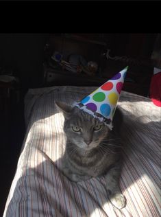 a cat wearing a party hat on top of a bed