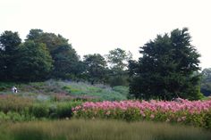 two cows grazing in the middle of a field with pink flowers and trees behind them