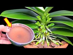 a hand holding a cup filled with liquid next to a plant that is growing out of the ground