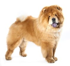 a large brown dog standing on top of a white floor