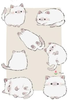 several white cats sitting on top of a rug