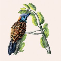 a drawing of a colorful bird perched on a branch