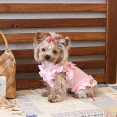 a small dog wearing a pink dress sitting next to a purse