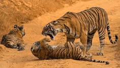 two tigers playing with each other in the dirt