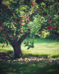 an apple tree with lots of apples growing on it's branches in the grass