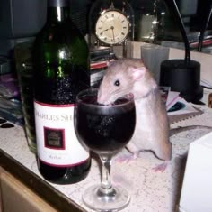 a rat sitting in a wine glass next to a bottle and clock on a counter