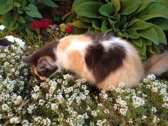 a cat walking through some flowers in the grass