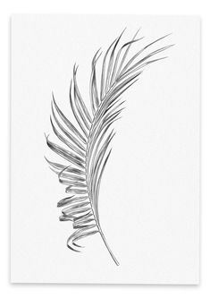 a black and white drawing of a feather