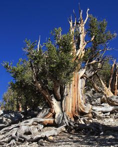 an old tree that is growing out of the rocks in the desert with no leaves on it