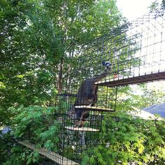 a cat in a cage climbing up the side of a tree