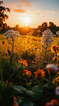 the sun is setting over some flowers in a field with grass and wildflowers