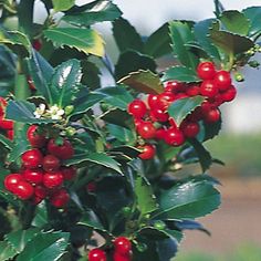 red berries growing on the branches of a tree