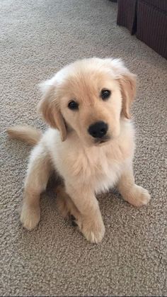 a puppy sitting on the floor looking at the camera