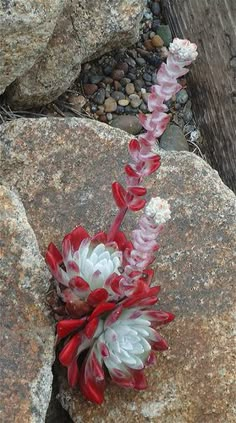 red and white flowers growing out of some rocks