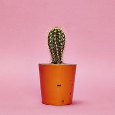 a cactus in a pot on a pink background