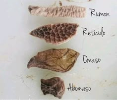 four different types of fish on a white surface