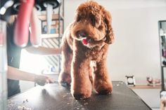 a brown poodle standing on top of a table