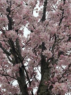 a large tree with lots of pink flowers on it's branches in front of a white sky