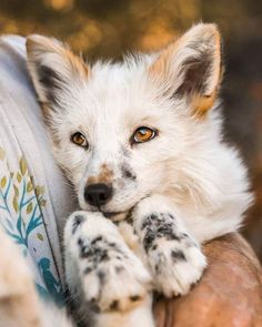 a close up of a person holding a small white dog with orange eyes and paws