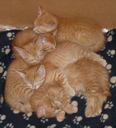 four orange kittens sleeping together on top of a blanket with the caption there's nothing in this world better than sibling love