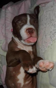 a brown and white dog laying on top of a bed with its paw hanging out