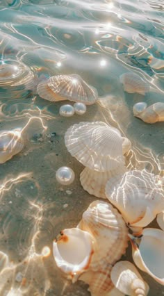 many shells are on the sand near the water's edge, with sunlight shining through them