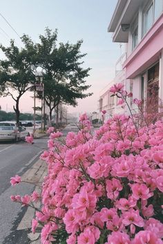 pink flowers are blooming on the side of a street in front of a building