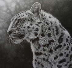 a black and white drawing of a snow leopard