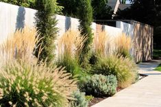 some very pretty plants by the side of a wall with grass growing on it's sides