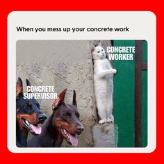 Concrete meme Funny Cat Photos, Animal Jokes, Funny Cat Videos, Funny Animal Pictures, Beautiful Cats, 귀여운 동물, Animal Memes, Cute Funny Animals, Cat Photo