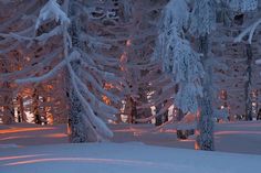 a snowboarder is going down a snowy hill in front of some tall trees