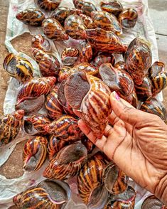 a hand is holding some sea shells on the ground