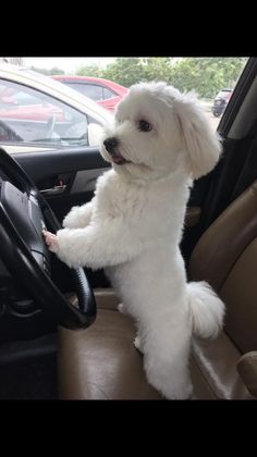 a small white dog sitting in the driver's seat of a car with it's paw on the steering wheel