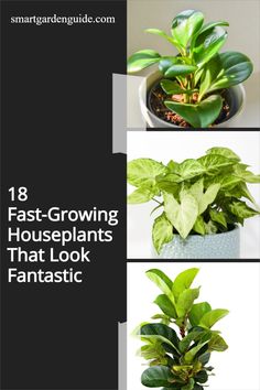 four different types of houseplants that look fantastic