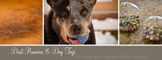 the collage shows different types of dog hair and other things that are on display