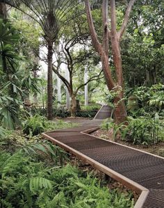 a wooden walkway surrounded by lush green trees and ferns in a park area with tall palm trees