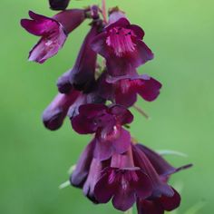 Buy beard tongue Penstemon Raven (Bird Series): £5.99 Delivery by Crocus Penstemon Raven, Spiritual Garden, Raven Bird, Purple Garden, Garden Borders, Garden Care, Back Garden, Front Garden