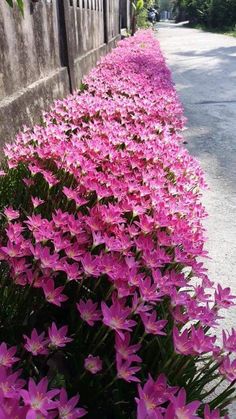 pink flowers line the side of a road