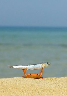 an orange and white toy crab on the beach with water in the backgroud