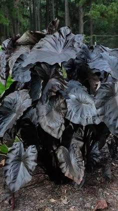 a large plant with lots of leaves in the middle of some dirt and trees behind it