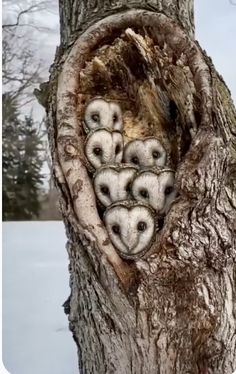 an owl nest in the trunk of a tree with five baby owls sitting inside it