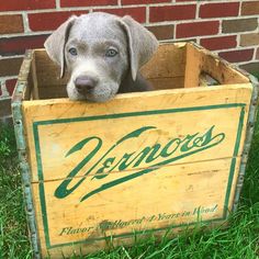 a dog sitting in a wooden crate on the grass with its head sticking out from it