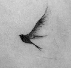 a black and white photo of a bird's tail