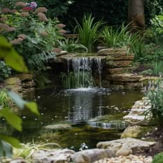 a small pond surrounded by plants and rocks